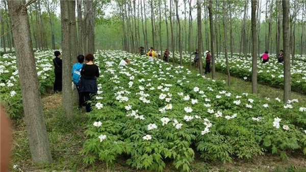 油用牡丹林下種(zhǒng)植